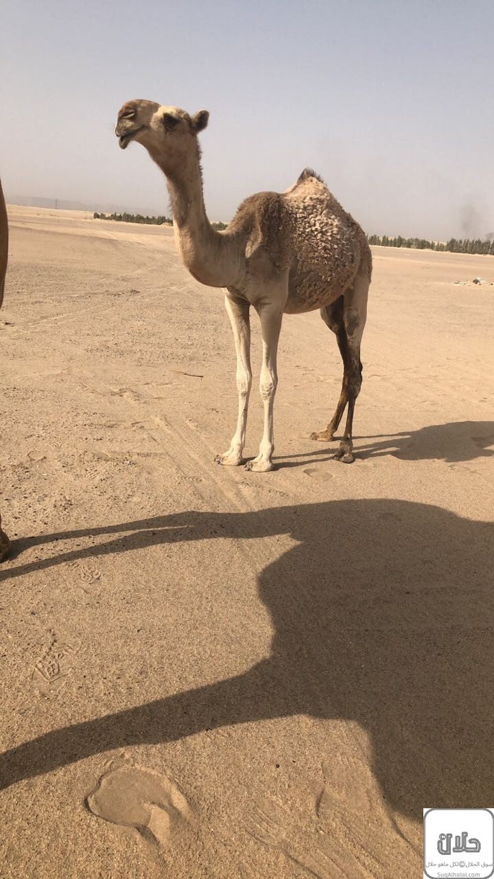 بكره